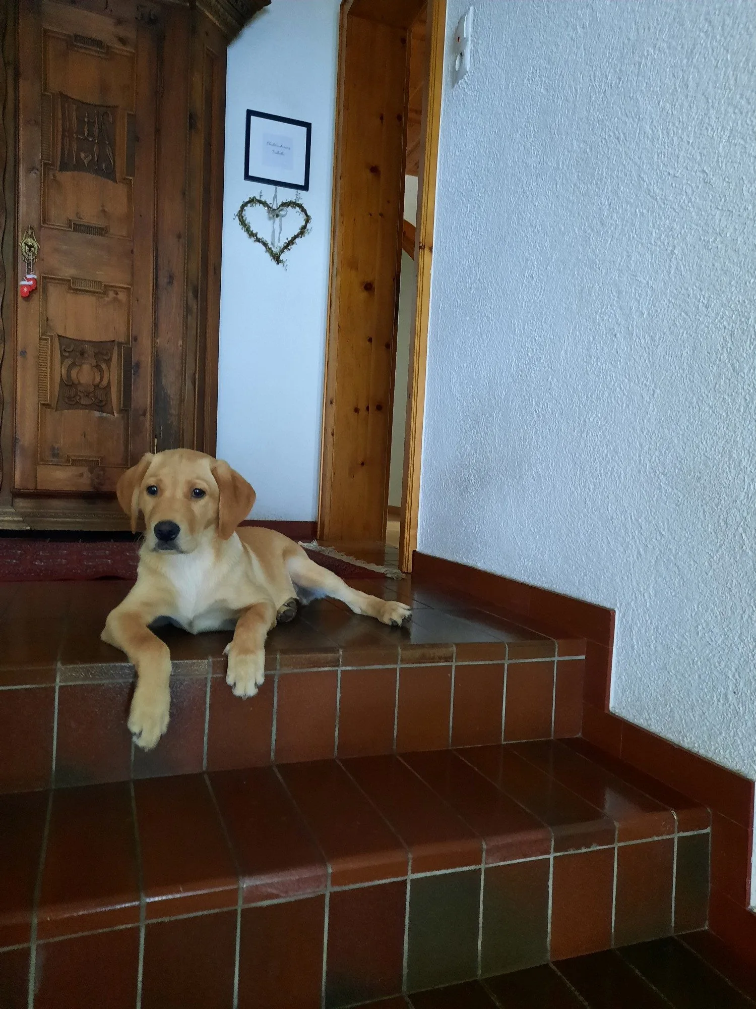 Labrador Ben auf der Treppe