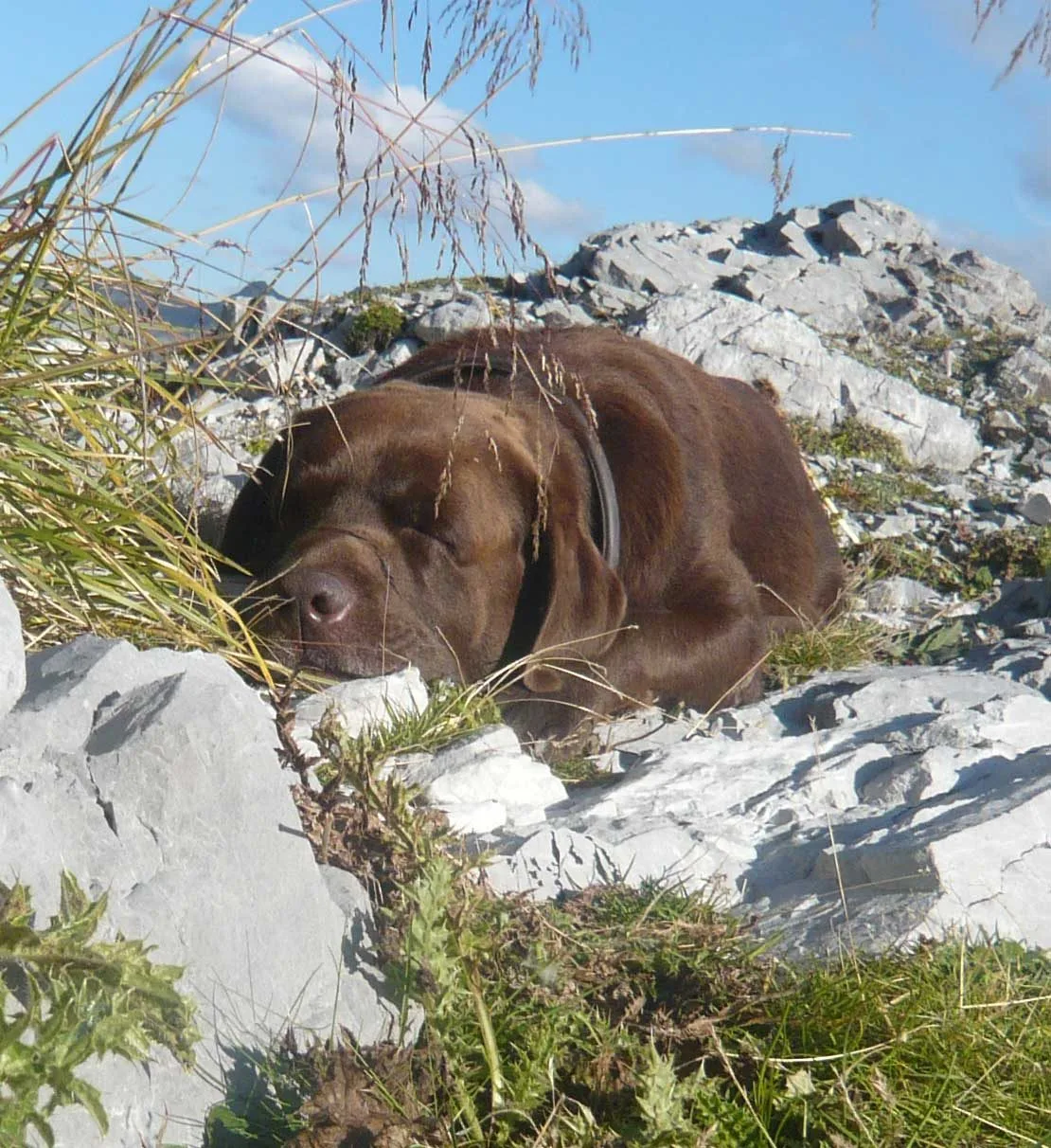 Labrador Ben am Berg
